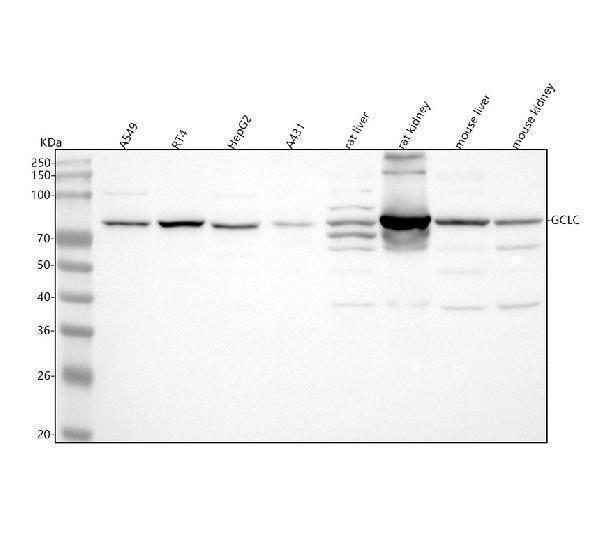 a01722 gclc primary antibodies wb testing 1