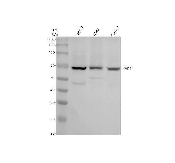 Western blot analysis of PAK4 using anti-PAK4 antibody (A01723-3)