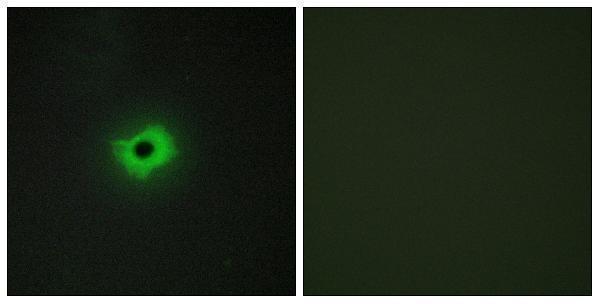 Immunofluorescence analysis of COS7 cells, using CD99 Antibody