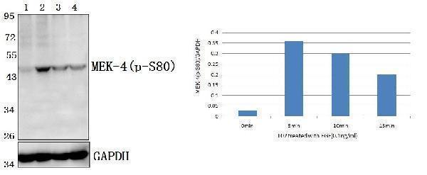 a01725s80 map2k4 primary antiboties wb testing 1