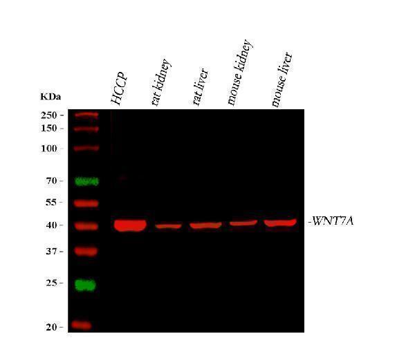  Western blot analysis of WNT7A using anti-WNT7A antibody (A01728)