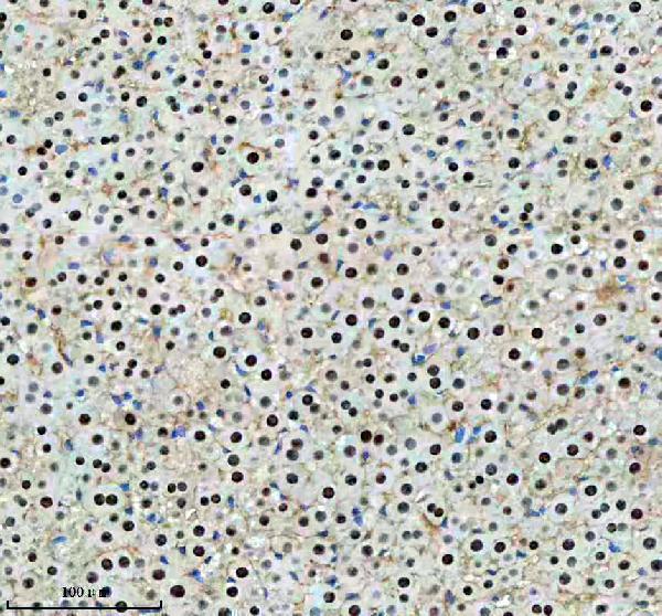 a01729 2 hcfc1 primary antibodies ihc testing 4