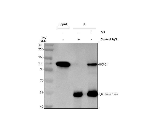 a01729 2 hcfc1 primary antibodies ip testing 1