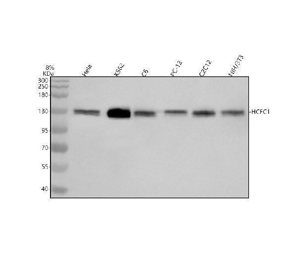Western blot analysis of HCFC1 using anti-HCFC1 antibody (A01729-2)