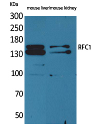 a01730 rfc1 primary antibodies wb testing 2