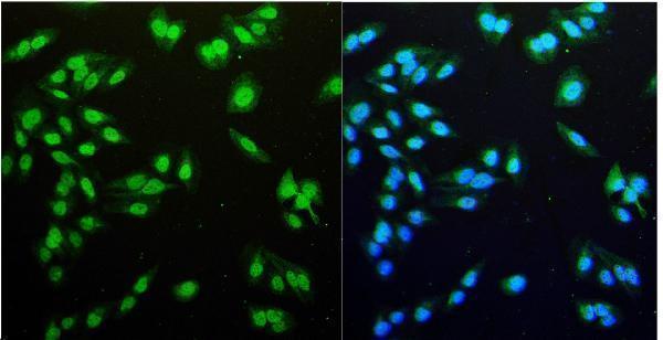 a01731 2 ndc80 primary antibodies if testing 2_1