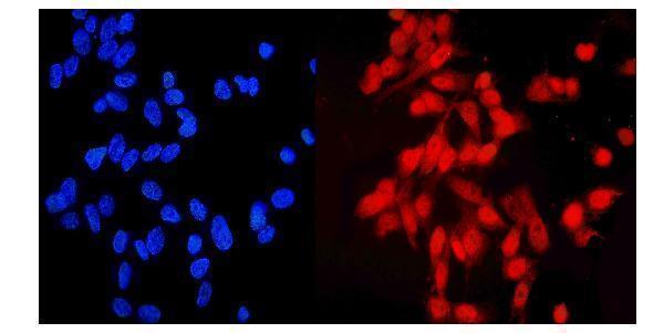 a01731 2 ndc80 primary antibodies if testing 5