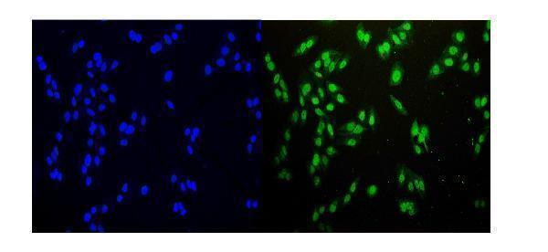 a01731 2 ndc80 primary antibodies if testing 6