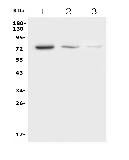 a01731 2 ndc80 primary antibodies wb testing 1_1