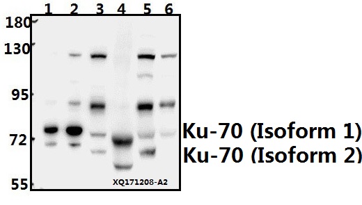 a01732s1 xrcc6 primary antiboties wb testing 1