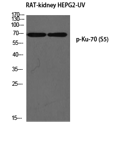 a01732s5 1 xrcc6 primary antibodies wb testing 2