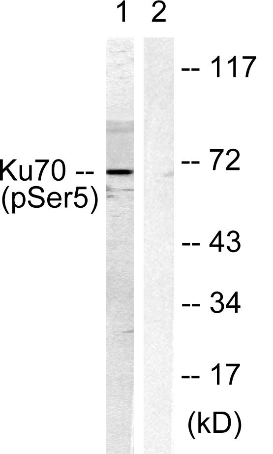 a01732s5 1 xrcc6 primary antibodies wb testing 3