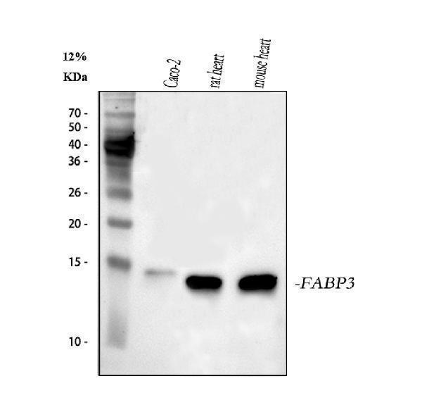 a01734 1 fabp3 primary antibodies wb testing 1