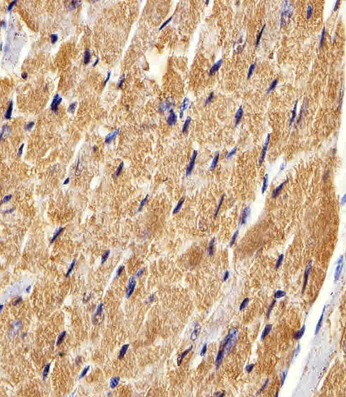 Immunohistochemical analysis of paraffin-embedded M