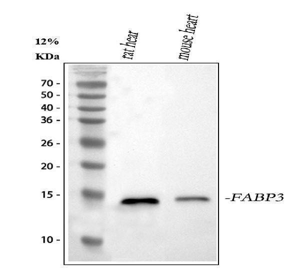a01734 fabp3 primary antibodies wb testing 1