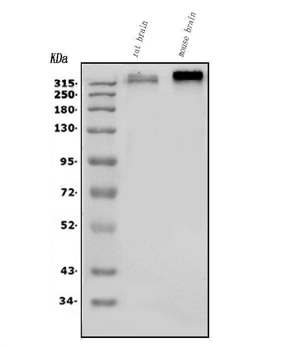 a01735 3 scn2a primary antibodies wb testing 1