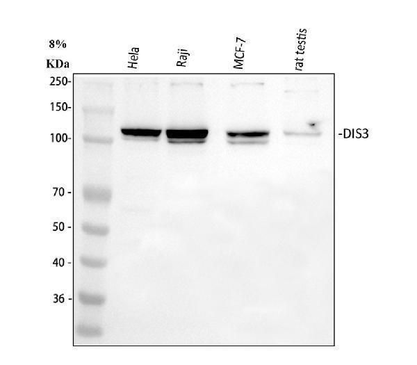 a01736 1 dis3 primary antibodies wb testing 1