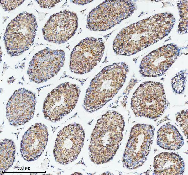 a01736 2 dis3 primary antibodies ihc testing 6