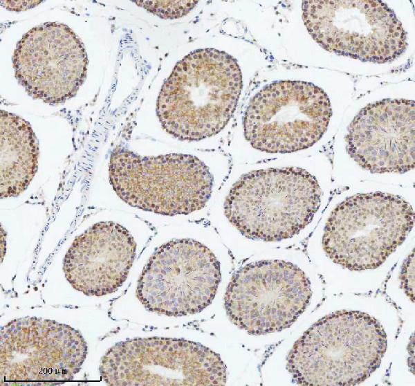 a01736 2 dis3 primary antibodies ihc testing 8