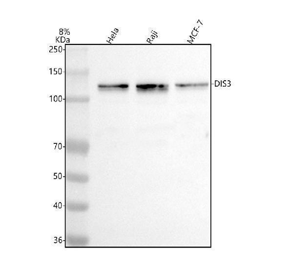  Western blot analysis of DIS3 using anti-DIS3 antibody (A01736-2)