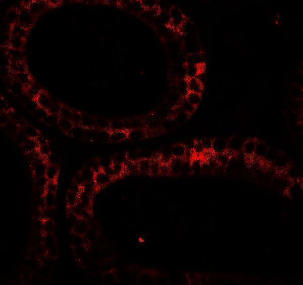 a01736 dis3 primary antibodies if testing 3