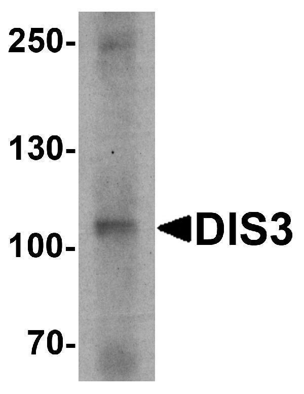 a01736 dis3 primary antibodies wb testing 1