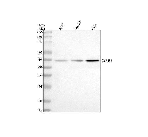  Western blot analysis of CYP4F2 using anti-CYP4F2 antibody (A01737-2)