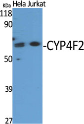 Western Blot analysis of various cells using CYP4F2 Polyclonal Antibody