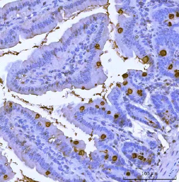 a01738 3 tff3 primary antibodies ihc testing 2