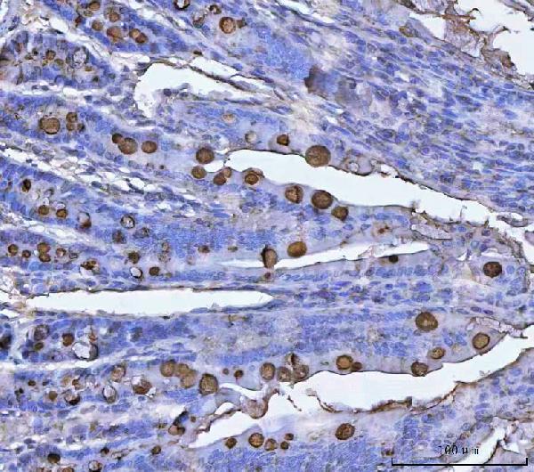a01738 3 tff3 primary antibodies ihc testing 3