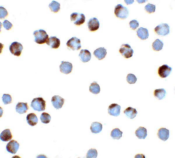 a01738 tff3 primary antibodies icc testing 4