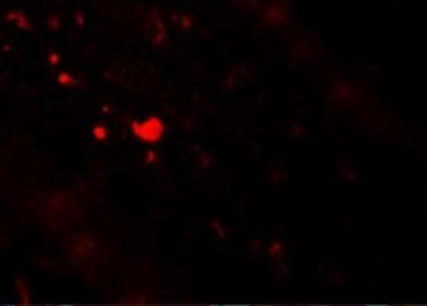 Immunofluorescence of TFF3 in Human Small Intestine tissue with TFF3 antibody at 20 μg/mL