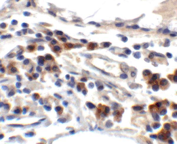 a01738 tff3 primary antibodies ihc testing 6