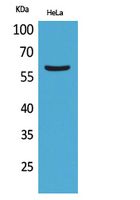 Western Blot analysis of HeLa cells using FMO3 Polyclonal Antibody
