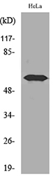 Western blot analysis of lysate from HeLa cells, using FMO3 Antibody
