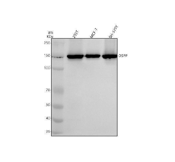 a01740 2 dspp primary antibodies wb testing 1