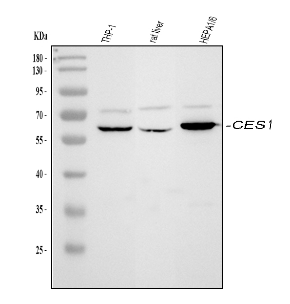 a01741 1 ces1 primary antibodies wb testing 1