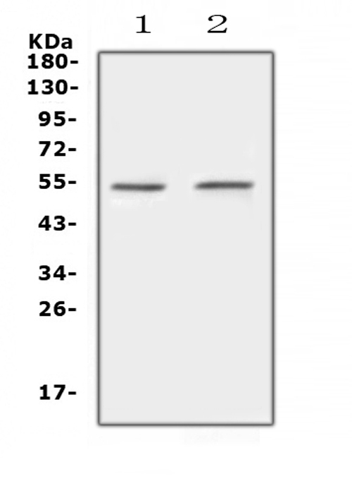 a01742 protein_c primary antibodies wb testing 1