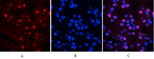 a01743t853 1 ppp1r12a primary antibodies if testing 1