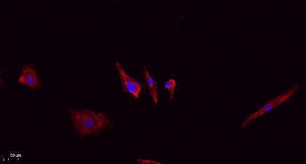 a01743t853 1 ppp1r12a primary antibodies if testing 5