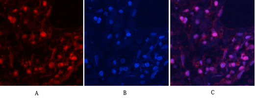 a01743t853 1 ppp1r12a primary antibodies if testing 6