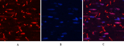 a01743t853 1 ppp1r12a primary antibodies if testing 7