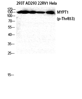 a01743t853 1 ppp1r12a primary antibodies wb testing 2