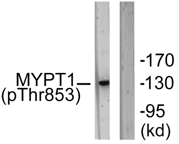a01743t853 1 ppp1r12a primary antibodies wb testing 3