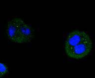 ICC staining Cyclin D3 in Hela cells (green)