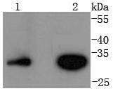 Western blot analysis of Cyclin D3 on different lysates using anti-Cyclin D3 antibody at 1/1,000 dilution