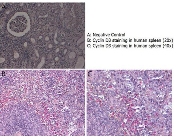 Immunohistochemistry with anti-Cyclin D3 antibody showing Cyclin D3 staining in nucleus of lymphocytes in human spleen at 20x and 40x (B & C)