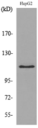 a01749 1 dpyd primary antibodies wb testing 3