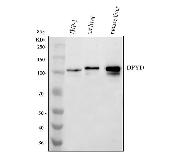 a01749 dpyd primary antibodies wb testing 1_1