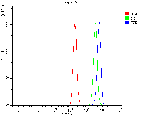 a01750 2 ezr primary antibodies fcm testing 7